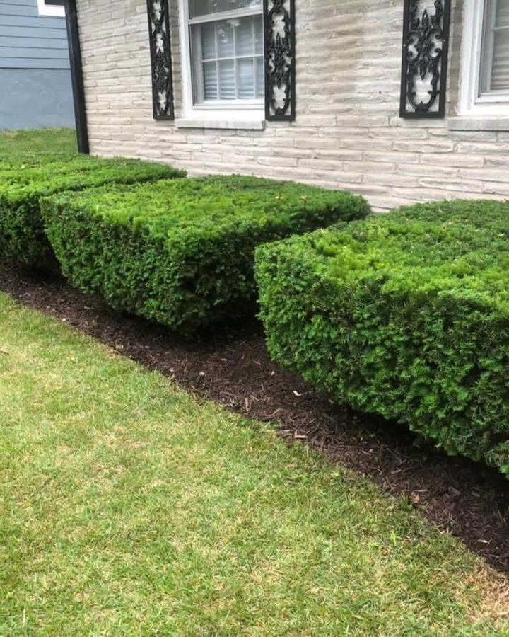 Row of boxwood hedges trimmed square along the front of a stone house, fresh mulch beneath them