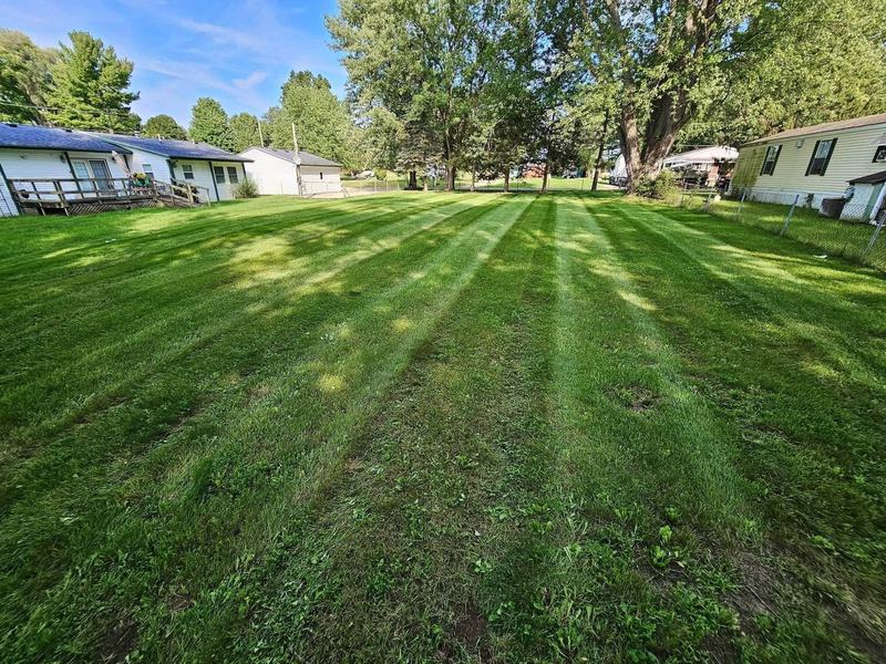 Freshly striped backyard lawn in low sun with tall trees and a shed at the fence line